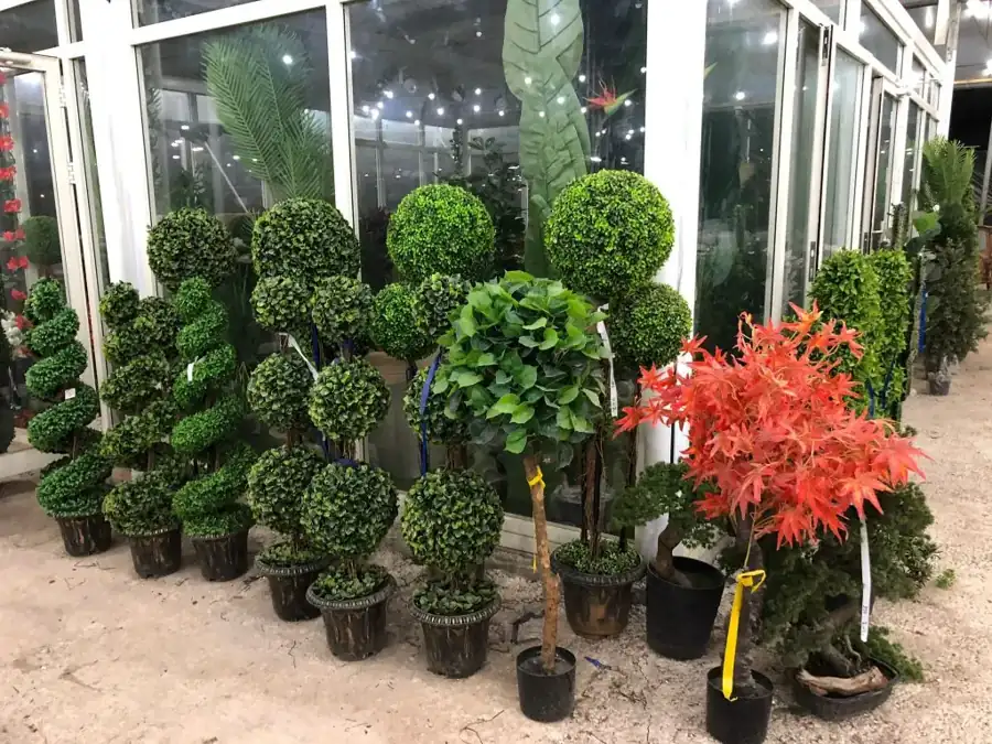 מראה מהמשתלה באלפי מנשה — צילום 30