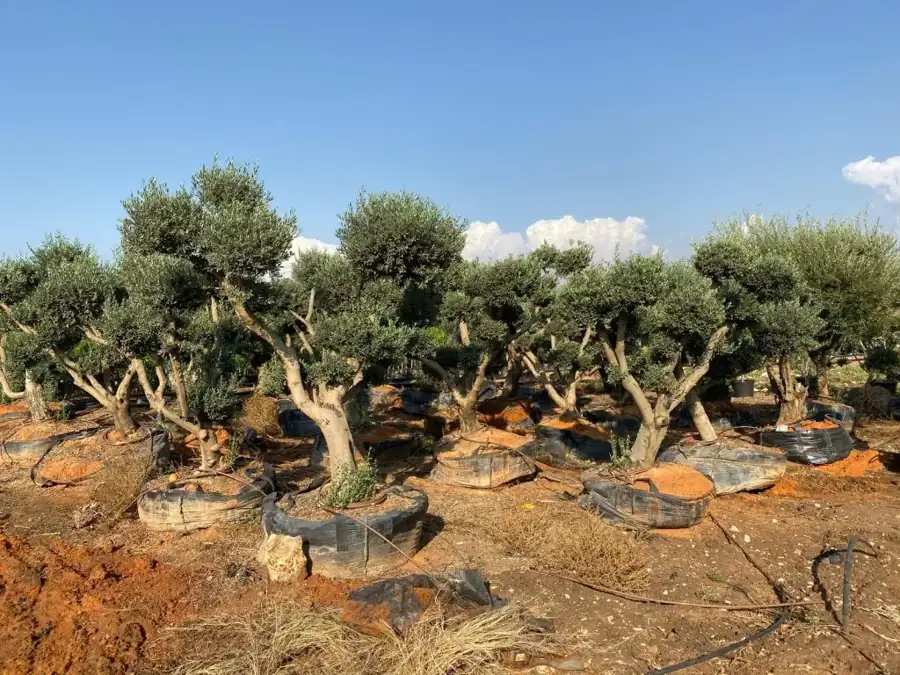 מראה מהמשתלה באלפי מנשה — צילום 56