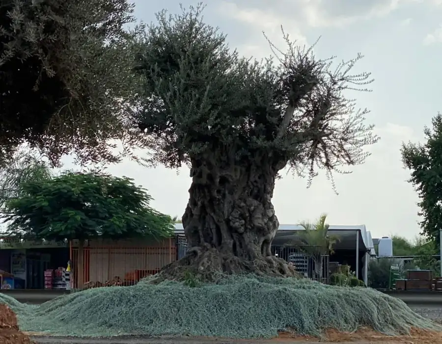 מראה מהמשתלה באלפי מנשה — צילום 58