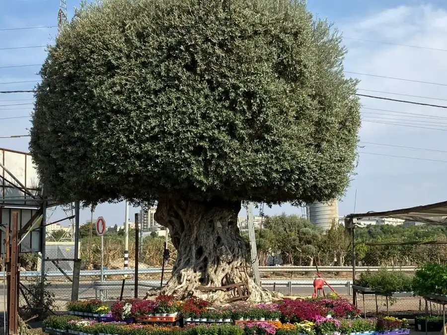 מראה מהמשתלה באלפי מנשה — צילום 63