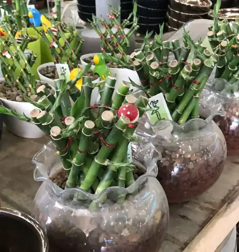 צמחים במשתלת אלפרדוס